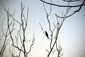 Lonely Crow Barren