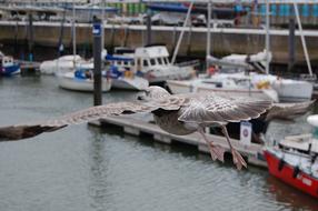 a dove flies over a port in Ostend, Belgium