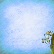 drawn cornflowers on a blue background