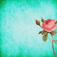 background scrapbooking paper rose pink drawing