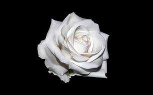 lush White Rose at black Background