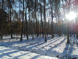 Forest sunny weather