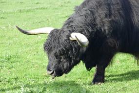 Cow Black Horns