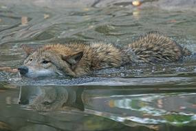wild wolf swimming in a lake