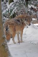 Wolf Eurasisch Predator Pack