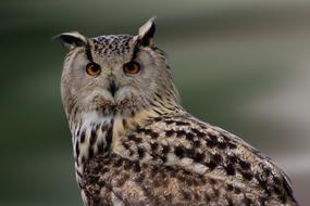 Owl Bird Of Prey