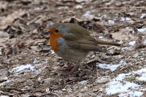 goodly Red Goblets Bird