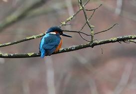 blue Kingfisher Bird