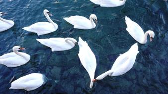 Swan Switzerland River White