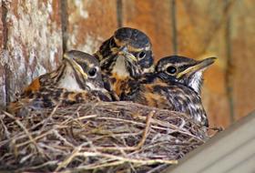 three Baby Birds in nest
