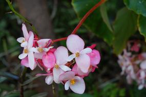 El Salvador Pink Flowers in the garden