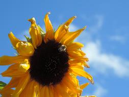 Sunflower plant at sunlight
