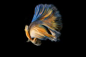 Fish Fighting Black