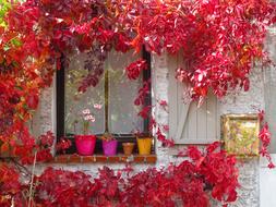 red decorative grapes on the facade of the building