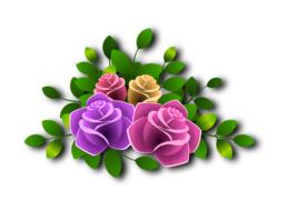 roses flowers floral flowery