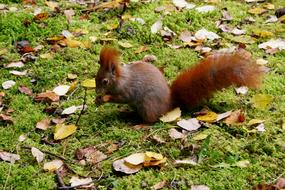 little squirrel on green grass among autumn leaves