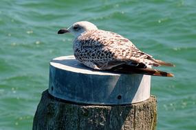 Seagull lays at top of wooden pole in water
