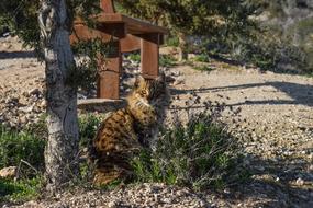 red Cat Outdoor