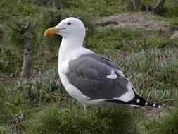 fabulous Western Gull Standing