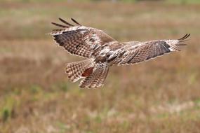 red-tailed hawk flies over the field