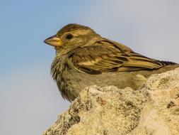 perfect Sparrow Bird Wildlife