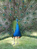 Peacock with Colorful tail in zoo