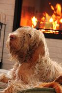 fluffy domestic dog lies on the background of the fireplace