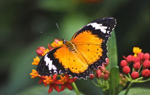 Butterfly at Nature Fauna