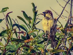 goodly Sparrow Tree Bird