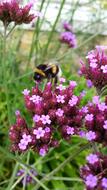 amazingly beautiful Hummel Insect