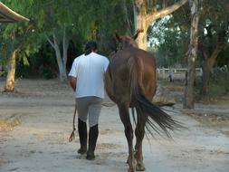 Horse Knight