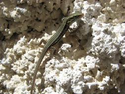 Lizard Chatel Censoir