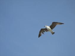 goodly Seagull Flight