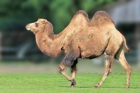 goodly Camel Desert