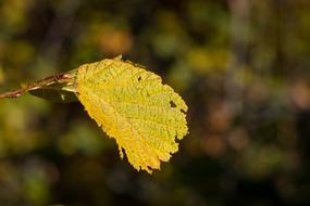 Leaf Hazelnut Autumn