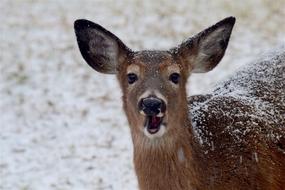 goodly Deer Snow Winter