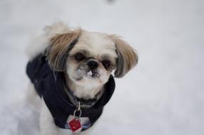 Beautiful and cute, brown and white dog in clothing on the snow