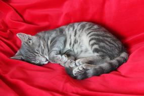 goodly Sleepy Kitten Rest