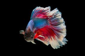 Fighting Fish three coloured