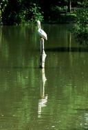 goodly Stork Bird Lonely