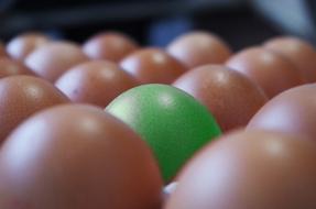 Eggs Container Brown