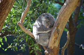 Koala Marsupial