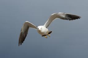 beautiful seagull at Sky