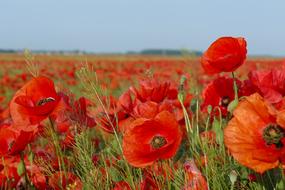 Poppies Field Of Blooming