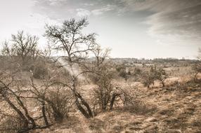 sand dried trees