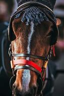 Horse Closeup