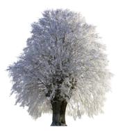 Tree Winter time picture