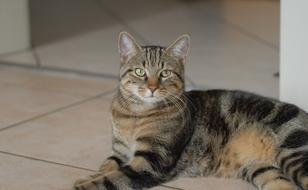 goodly Portrait Pet