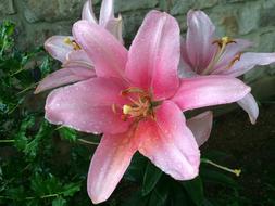 Day Lily Dew Green