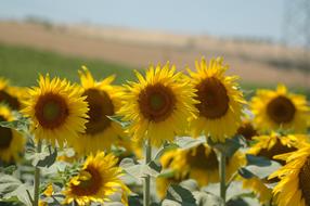 Sunflowers Summer plants